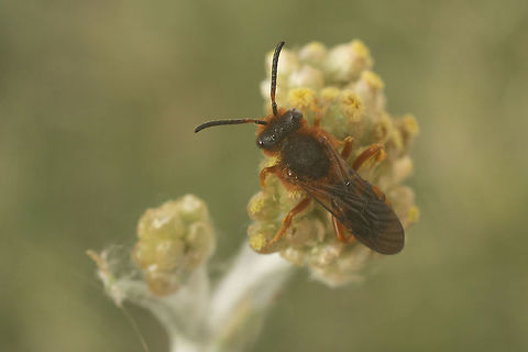 ID Needed Nomadinae
Nomada sp.