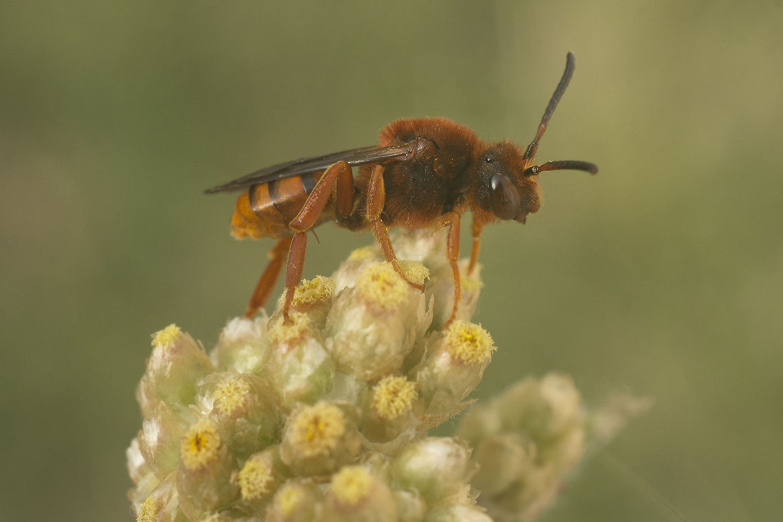 ID Needed Nomadinae<br />
Nomada sp.