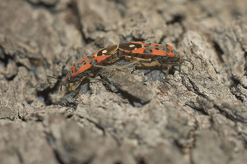 Lygaeus cf. equestris Lygaeus cf. equestris Lygaeus,biodiversity,bugs,hemiptera,heteroptera,insecta,insects,lygaeidae