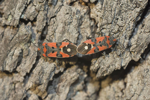 Lygaeus cf. equestris Lygaeus cf. equestris Lygaeus,biodiversity,bugs,hemiptera,heteroptera,insecta,insects,lygaeidae