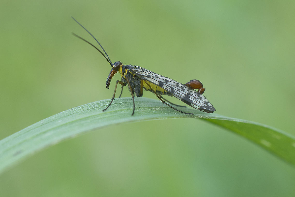 Panorpa meridionalis Panorpa meridionalis Panorpa meridionalis,arthropoda,biodiversity,insecta,insects,mecoptera,scorpion fly