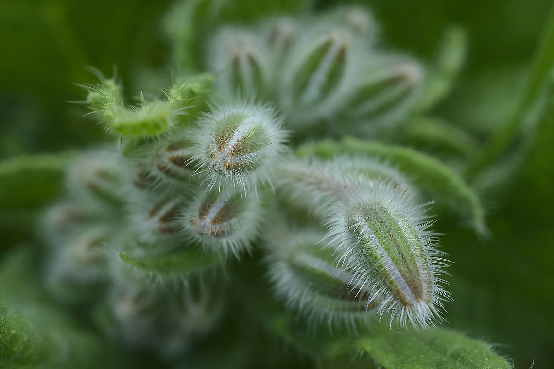 Borago officinalis  Borage,Borago officinalis