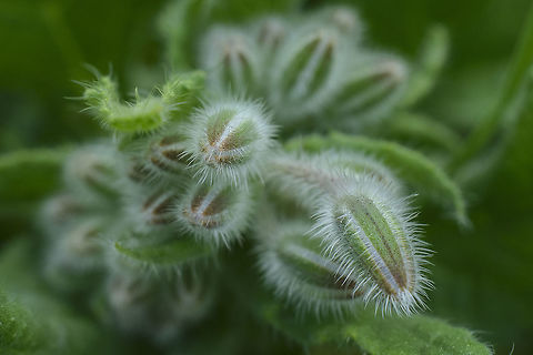 Borago officinalis  Borage,Borago officinalis