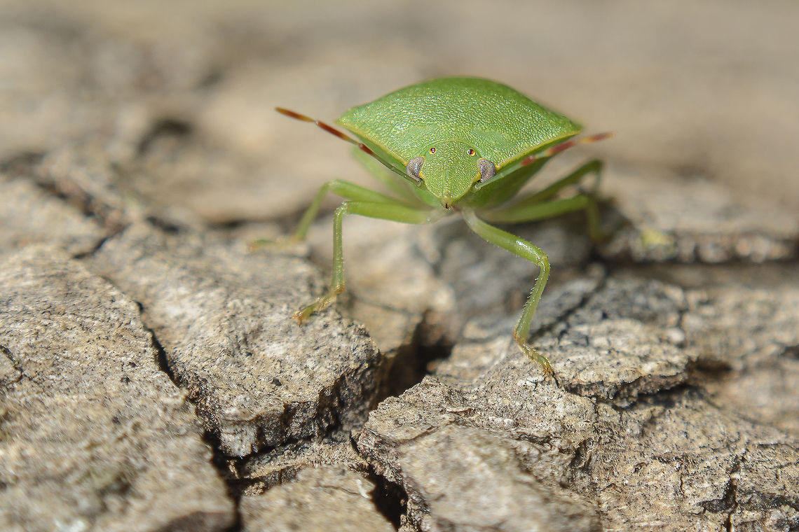 Nezara viridula Nezara viridula Nezara viridula,Southern green stink bug,biodiversity,hemiptera,heteroptera,insecta,insects,pentatomidae