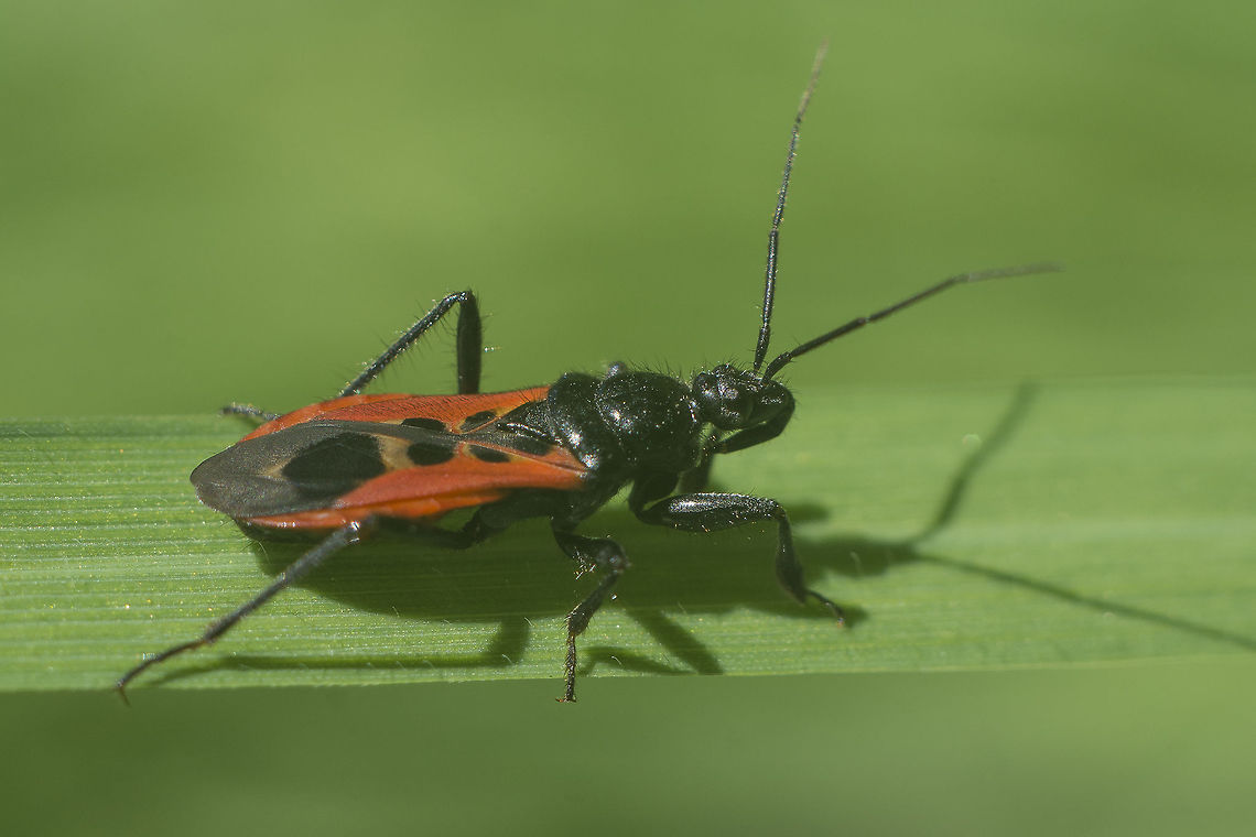Peirates stridulus Peirates stridulus Peirates stridulus,arthropoda,biodiversity,bugs,hemiptera,insecta,insetcs