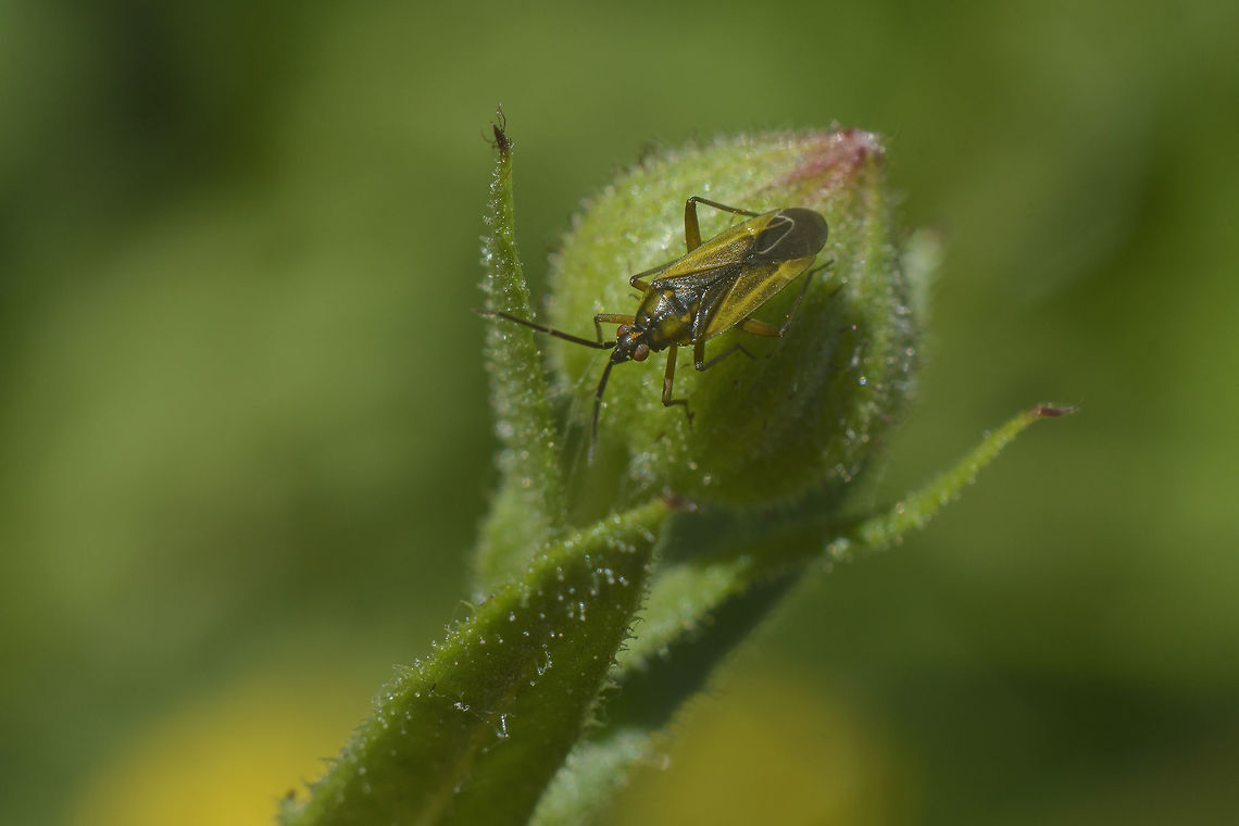ID Please Macrotylus nigricornis?<br />
<a href="http://www.biodiversidadvirtual.org/insectarium/Macrotylus-nigricornis-img866579.html" rel="nofollow">http://www.biodiversidadvirtual.org/insectarium/Macrotylus-nigricornis-img866579.html</a> Hemiptera