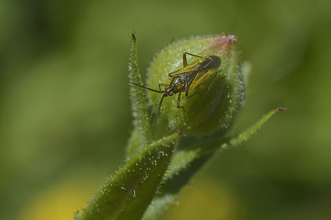 ID Please Macrotylus nigricornis?
http://www.biodiversidadvirtual.org/insectarium/Macrotylus-nigricornis-img866579.html Hemiptera