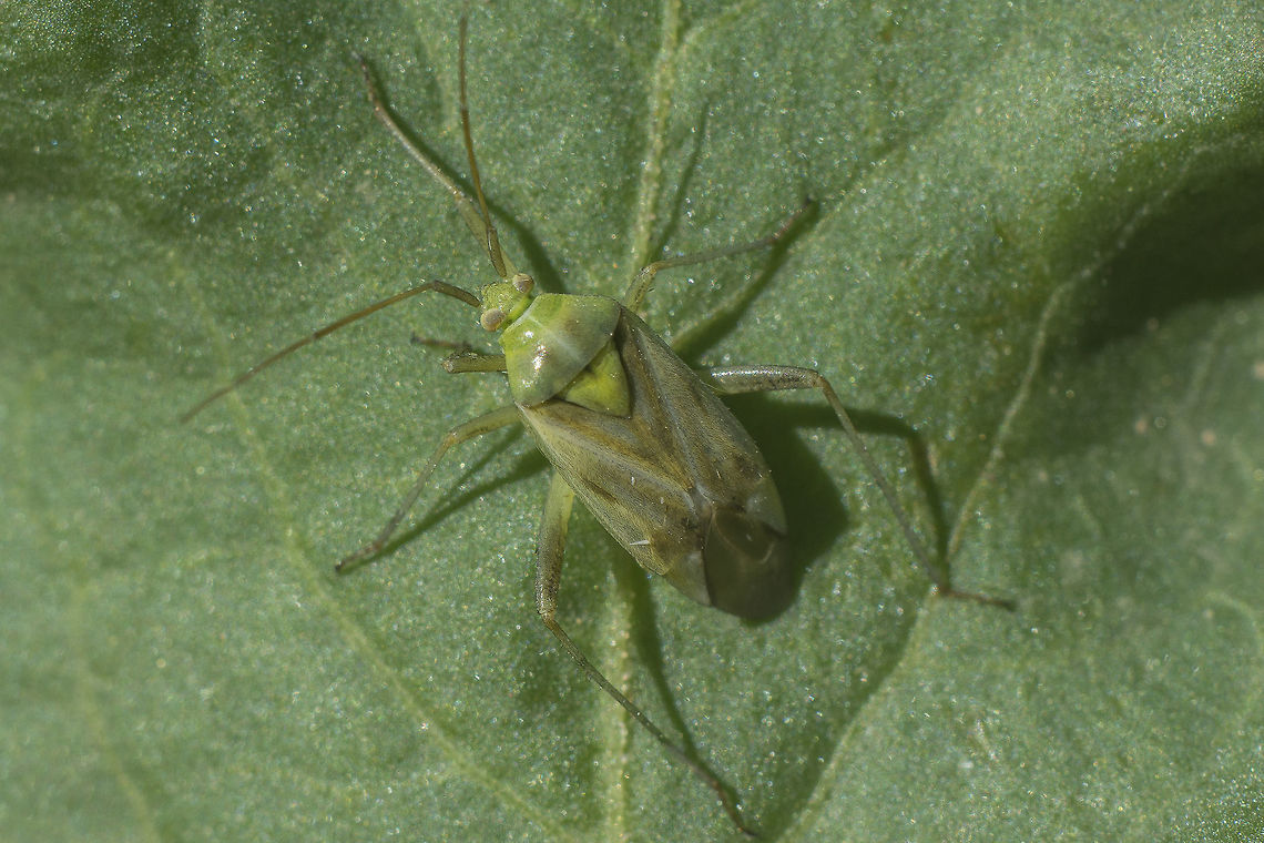 Reuterista cf. instabilis Please cf. <a href="http://www.naturamediterraneo.com/forum/topic.asp?TOPIC_ID=282240" rel="nofollow">http://www.naturamediterraneo.com/forum/topic.asp?TOPIC_ID=282240</a> Reuterista instabilis,hemiptera,miridae