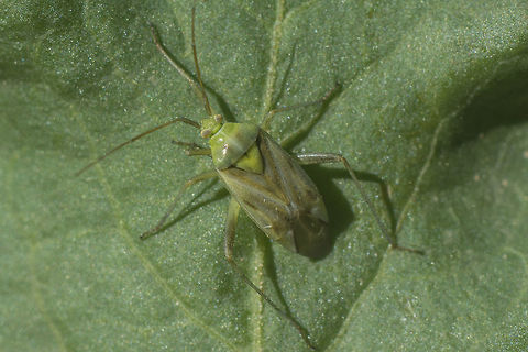 Reuterista cf. instabilis Please cf. http://www.naturamediterraneo.com/forum/topic.asp?TOPIC_ID=282240 Reuterista instabilis,hemiptera,miridae
