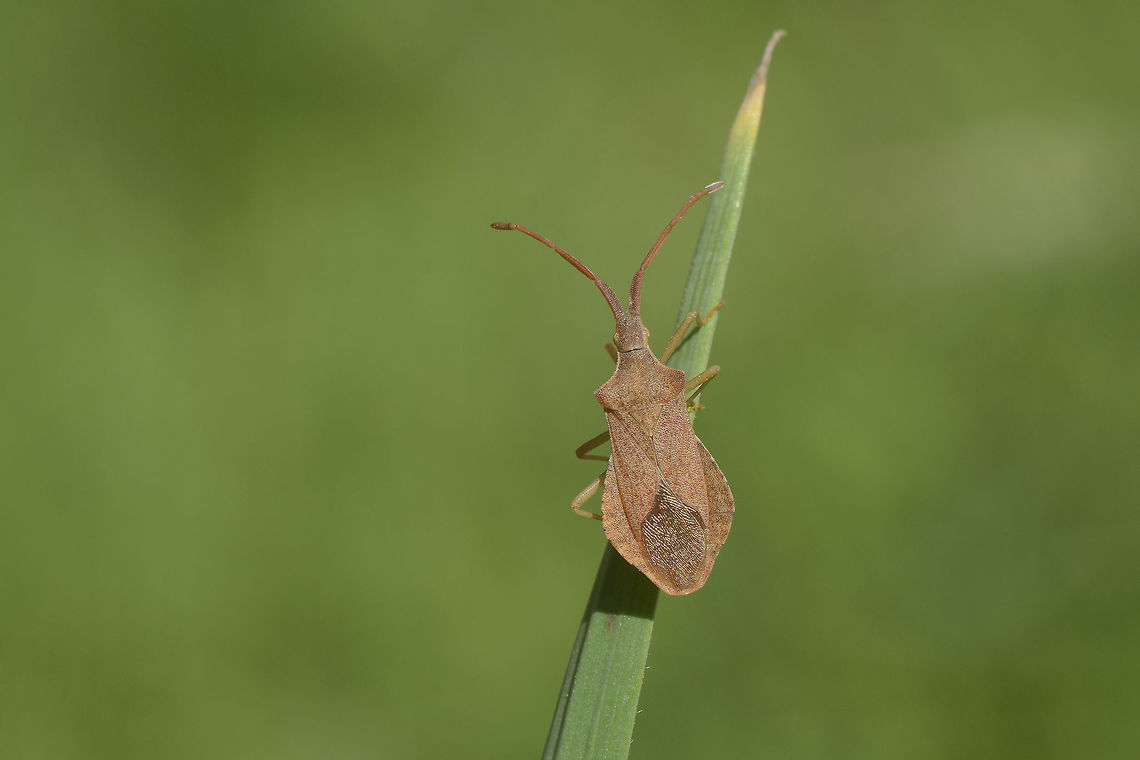 Haploprocta sulcicornis Haploprocta sulcicornis Haploprocta sulcicornis,Hemiptera,arthopoda,biodiversity,bugs,coreidae,insecta,insects,winter