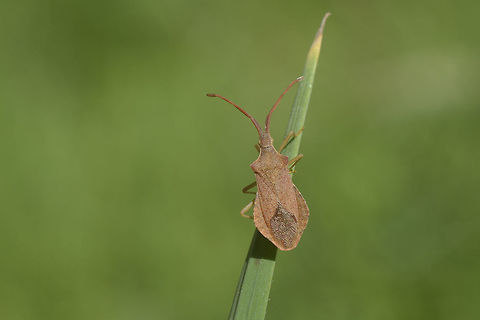 Haploprocta sulcicornis Haploprocta sulcicornis Haploprocta sulcicornis,Hemiptera,arthopoda,biodiversity,bugs,coreidae,insecta,insects,winter