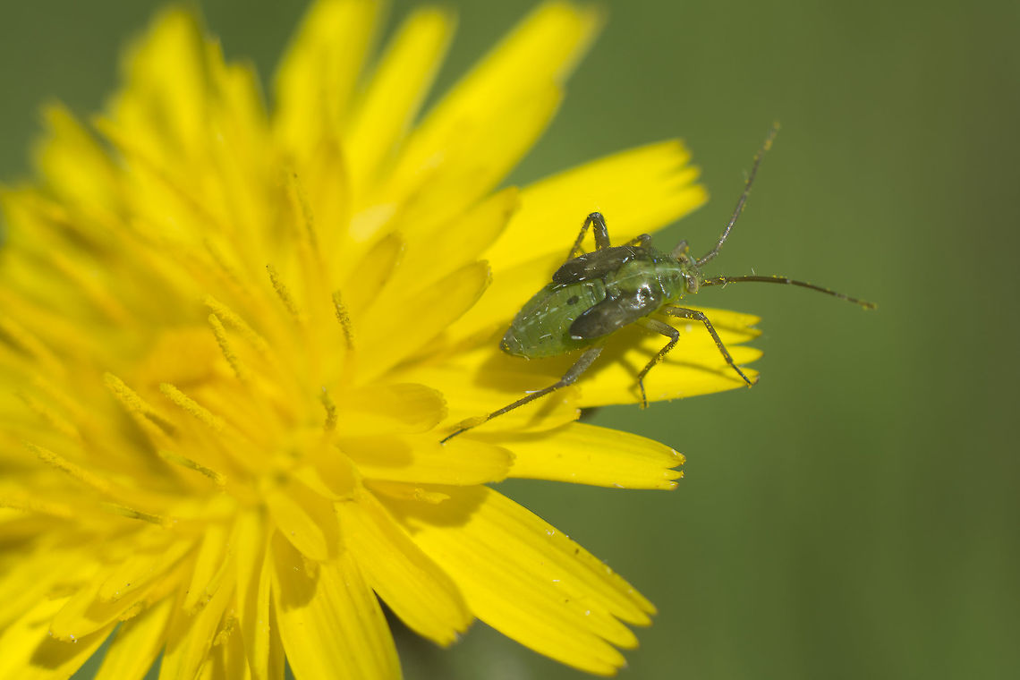 ID Please  arthopoda,biodiversity,hemiptera,heteroptera,insecta,insects,miridae,nymph,winter