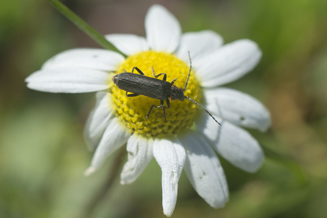 Cantharis cf. pulicaria Cantharis cf. pulicaria Cantharidae,Coleoptera,arthopoda,biodiversity,insecta,insects,winter