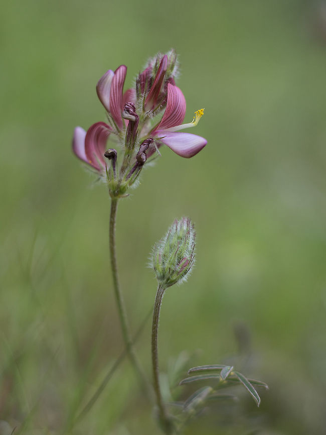 Onobrychis humilis Onobrychis humilis, the first flowering sprouts Onobrychis humilis,biodiversity,fabaceae,flowers,nature,plantae,plants,wild flowers