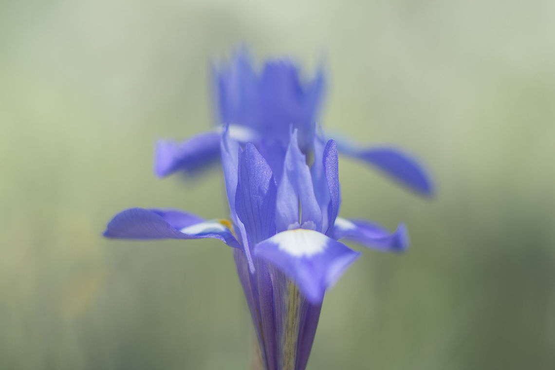 Moraea sisyrinchium Moraea sisyrinchium Moraea sisyrinchium