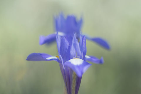 Moraea sisyrinchium Moraea sisyrinchium Moraea sisyrinchium