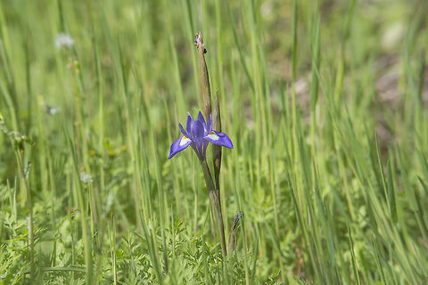 Moraea sisyrinchium Moraea sisyrinchium Moraea sisyrinchium