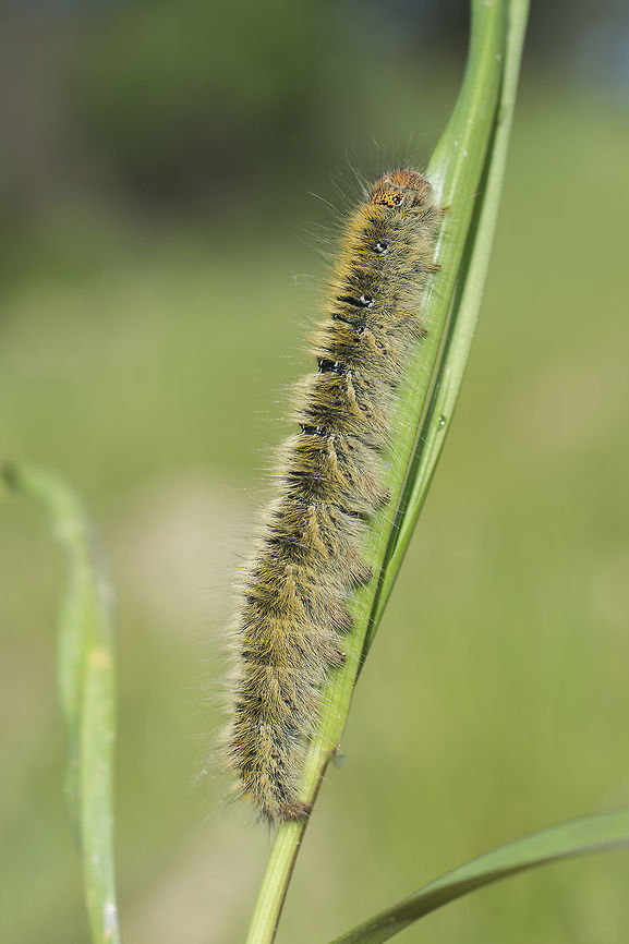 Lasiocampa trifolii Lasiocampa trifolii Grass eggar,Lasiocampa trifolii,biodiversity,butterlly,insecta,insects,lasiocampidae,moths,winter