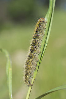 Lasiocampa trifolii Lasiocampa trifolii Grass eggar,Lasiocampa trifolii,biodiversity,butterlly,insecta,insects,lasiocampidae,moths,winter