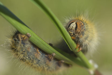 Lasiocampa trifolii Lasiocampa trifolii Grass eggar,Lasiocampa trifolii,biodiversity,butterlly,insecta,insects,lasiocampidae,moths,winter
