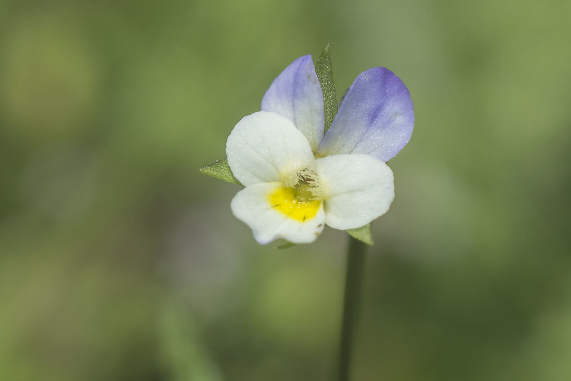 Viola kitaibeliana Viola kitaibeliana Viola kitaibeliana