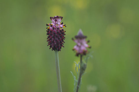 Platycapnos spicata Platycapnos spicata Platycapnos spicata