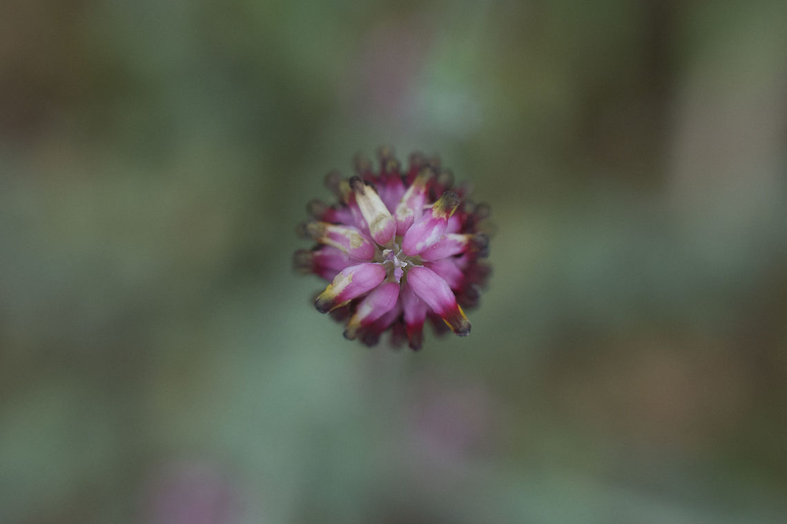 Platycapnos spicata Platycapnos spicata Platycapnos spicata