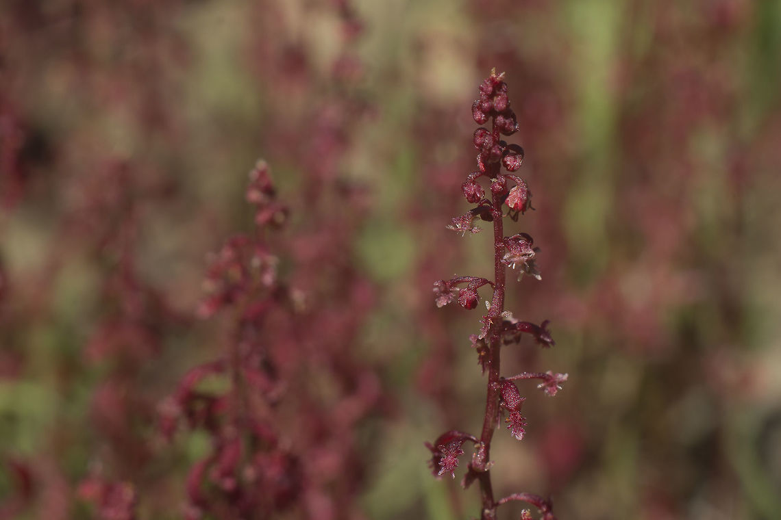Rumex bucephalophorus Rumex bucephalophorus Rumex bucephalophorus,plantae,plants