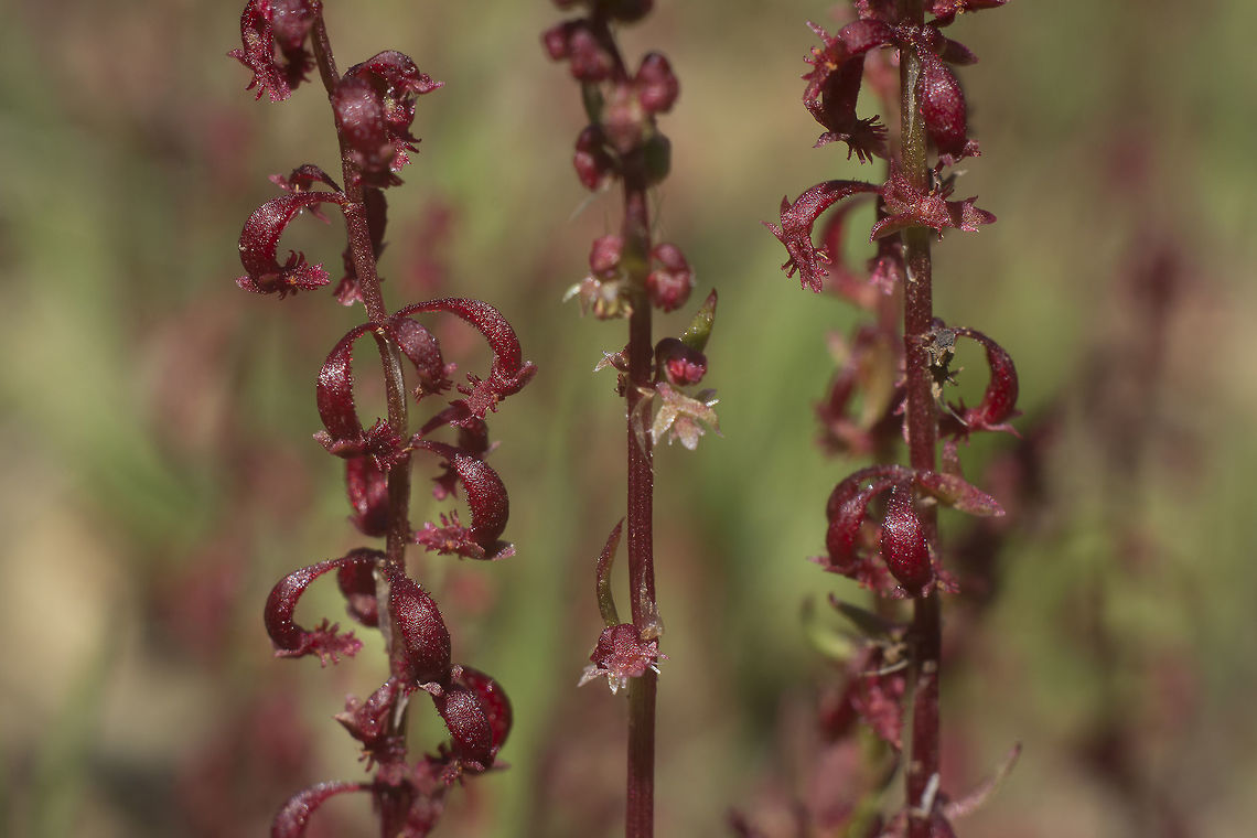Rumex bucephalophorus Rumex bucephalophorus Rumex bucephalophorus
