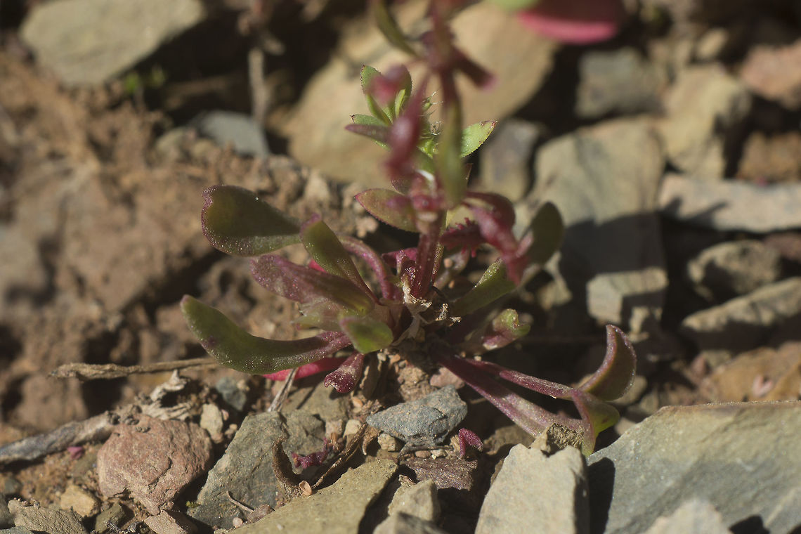 Rumex bucephalophorus Rumex bucephalophorus Rumex bucephalophorus