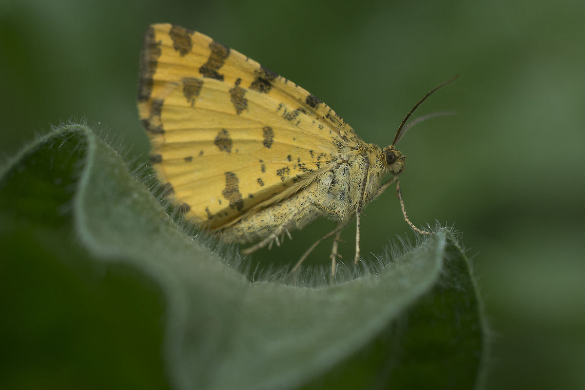 Pseudopanthera macularia Pseudopanthera macularia Ennominae,Pseudopanthera macularia,biodiversity,geometridae,heterocera,insects,lepidoptera,moths,spring