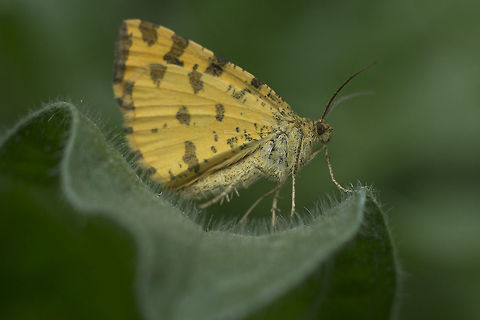 Pseudopanthera macularia Pseudopanthera macularia Ennominae,Pseudopanthera macularia,biodiversity,geometridae,heterocera,insects,lepidoptera,moths,spring