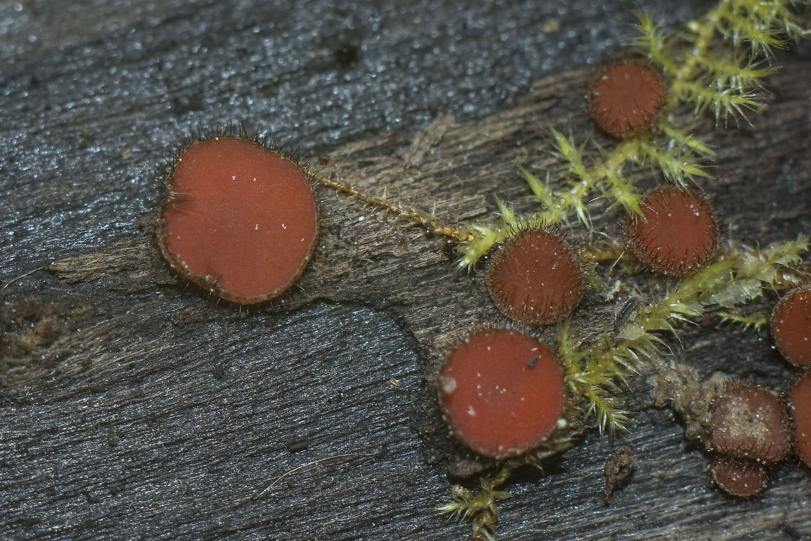 Scutellinia scutellata Scutellinia scutellata <br />
 Eyelash cup,Pyronemataceae,Scutellinia scutellata