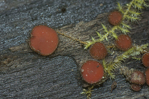 Scutellinia scutellata Scutellinia scutellata 
 Eyelash cup,Pyronemataceae,Scutellinia scutellata