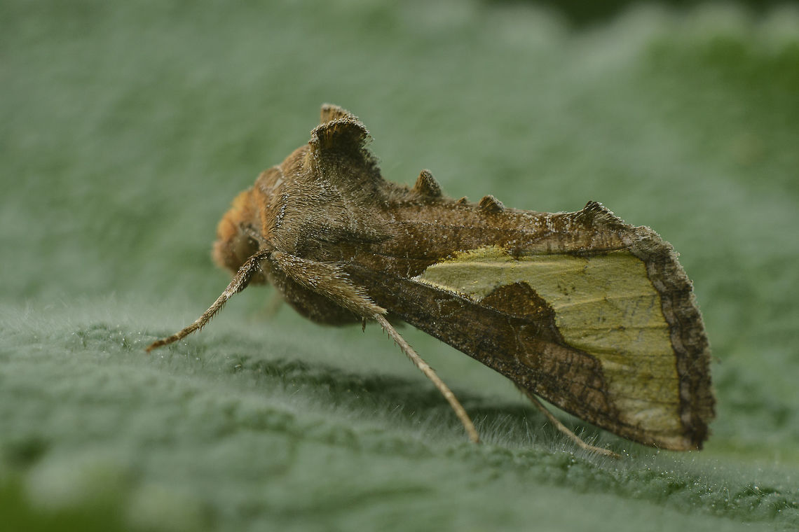 Thysanoplusia orichalcea Thysanoplusia orichalcea Slender burnished brass,Thysanoplusia orichalcea