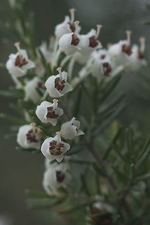 Erica arborea Erica arborea Erica arborea,Erica arboreaTree heath