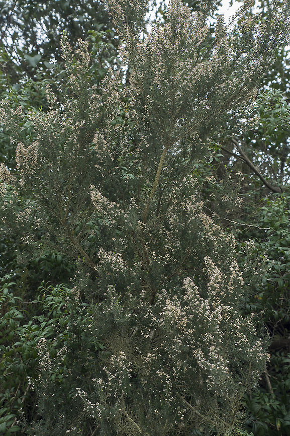 Erica arborea Erica arborea Erica arborea,Erica arboreaTree heath