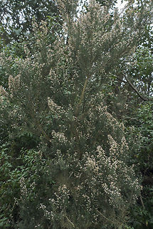 Erica arborea Erica arborea Erica arborea,Erica arboreaTree heath