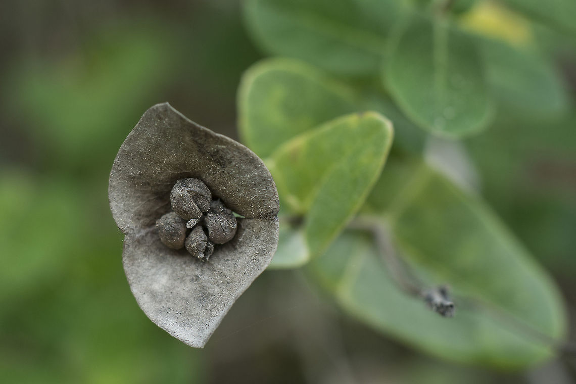 Lonicera implexa Lonicera implexa, dried fruits Honeysuckle,Lonicera implexa