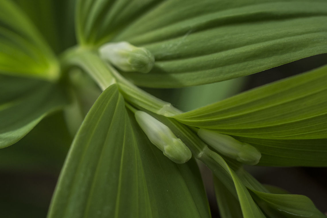 Polygonatum odoratum Polygonatum odoratum Polygonatum odoratum