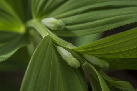 Polygonatum odoratum Polygonatum odoratum Polygonatum odoratum