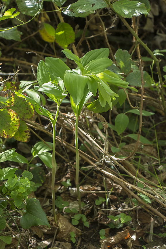 Polygonatum odoratum Polygonatum odoratum Polygonatum odoratum