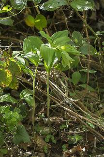 Polygonatum odoratum Polygonatum odoratum Polygonatum odoratum