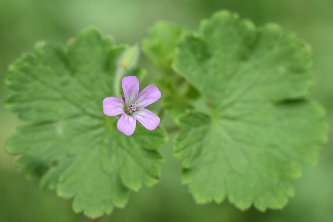 Geranium rotundifolium Geranium rotundifolium Geranium rotundifolium