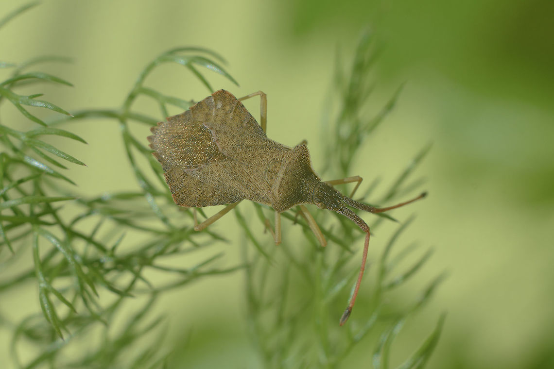 Syromastus rhombeus Syromastus rhombeus Coreidae,Coreoidea,Heteroptera,Leatherbug,Pentatomorpha,Rhombic Leatherbug,Syromastus,Syromastus rhombeus,arthropoda,biodiversity,insects