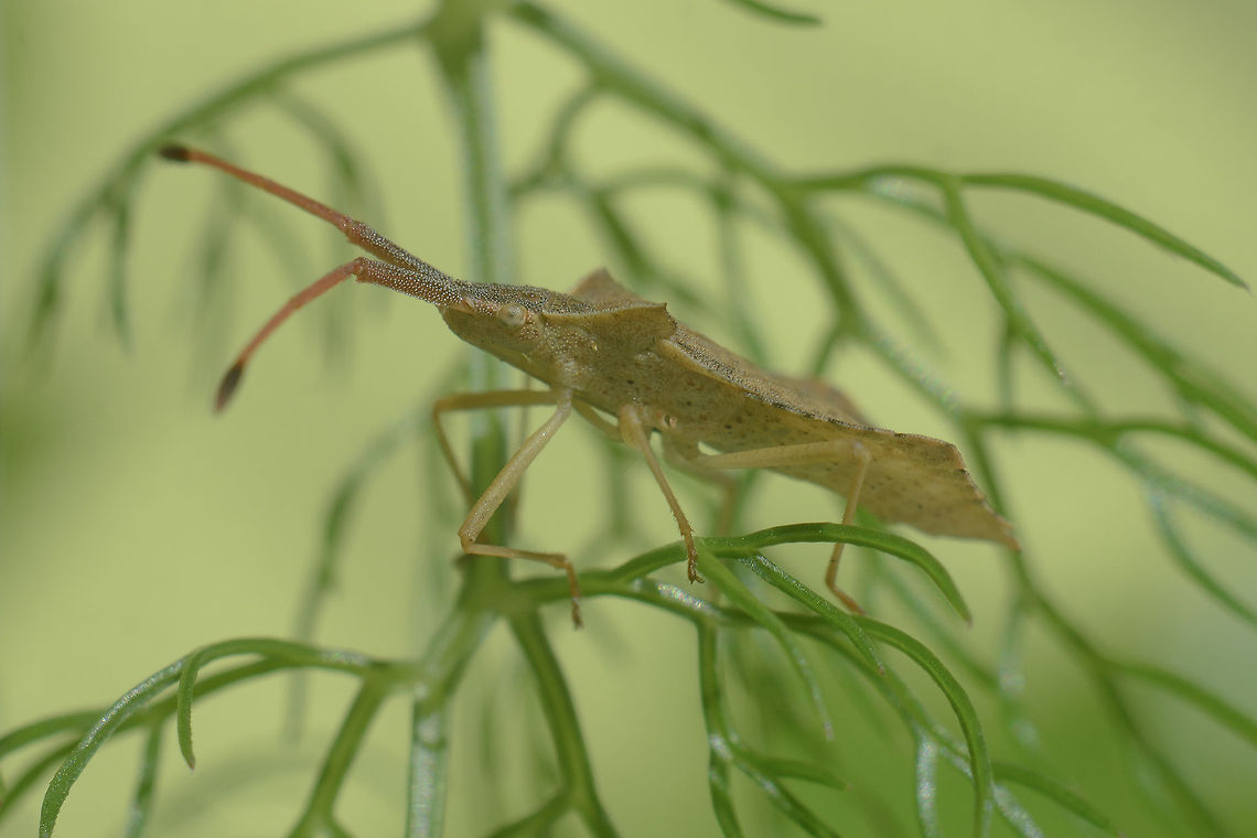 Syromastus rhombeus Syromastus rhombeus Coreidae,Coreoidea,Heteroptera,Leatherbug,Pentatomorpha,Rhombic Leatherbug,Syromastus,Syromastus rhombeus,arthropoda,biodiversity,insects