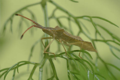 Syromastus rhombeus Syromastus rhombeus Coreidae,Coreoidea,Heteroptera,Leatherbug,Pentatomorpha,Rhombic Leatherbug,Syromastus,Syromastus rhombeus,arthropoda,biodiversity,insects