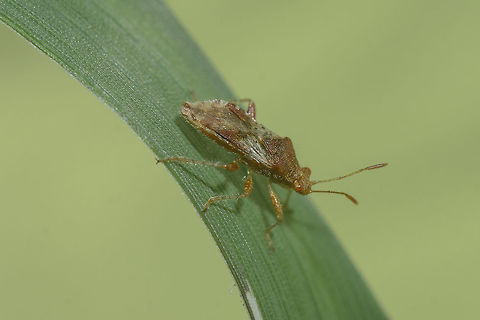 Rhopalus cf. subrufus Rhopalidae
Rhopalus cf. subrufus
Identification to be confirmed, if possible.
Thanks! Rhopalidae,Rhopalus,Rhopalus subrufus,arthropoda,biodiversity,hemiptera,heteroptera,insecta,insects