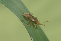 Rhopalus cf. subrufus Rhopalidae<br />
Rhopalus cf. subrufus<br />
Identification to be confirmed, if possible.<br />
Thanks! Rhopalidae,Rhopalus,Rhopalus subrufus,arthropoda,biodiversity,hemiptera,heteroptera,insecta,insects