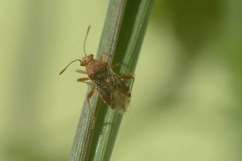Rhopalus cf. subrufus Rhopalidae
Rhopalus cf. subrufus
Identification to be confirmed, if possible.
Thanks! Rhopalidae,Rhopalus,Rhopalus subrufus,arthropoda,biodiversity,hemiptera,heteroptera,insecta,insects